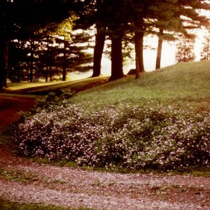 Crown Vetch Planting. Tree Packet Pick-Up Day-0001