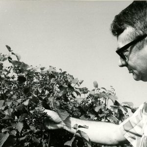 Deming Seymour, Cooperative Extension Service 4-H Agent examines fruit produced by wildlife shrubs. Plants available through District Packet Program-website