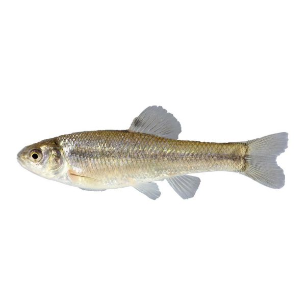 Fathead Minnows