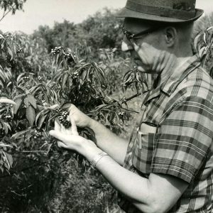 Granville Smith, Soil Conservation Service Biologist examines gray dogwood windbreak at the Richland Fish&Game Assoc Property-website