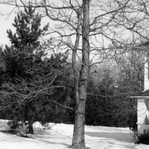 House with pine windbreak .Photo by Robert Mills