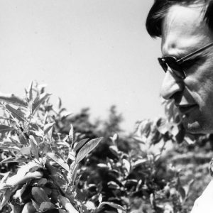 Man examining shrub .Photo by Robert Mills