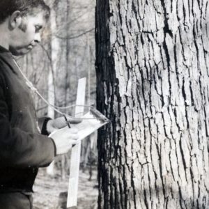Recording Measurements of a Tree (photo by Robert Mills)