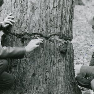 Two Men Examine Girdled Tree (photo by Robert Mills)