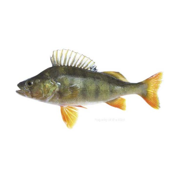 Yellow Perch