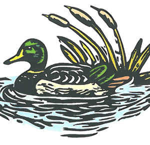 Duck Graphic