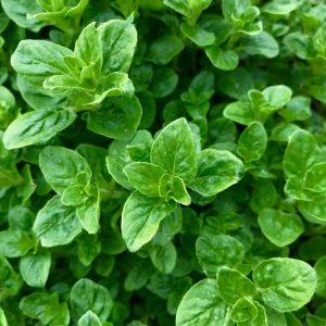 oregano-3338813_1280