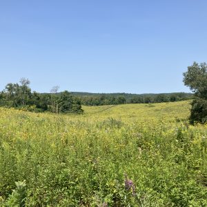 Field 34 CP25 Overview1