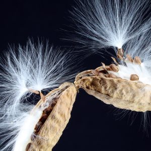 milkweed-4008784_1280