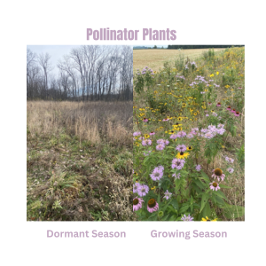 Rachel’s Pollinators