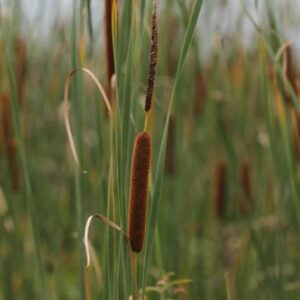Cattail