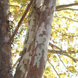 Sycamore Bark
