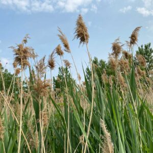 phragmites