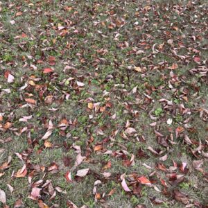 Leaves on ground