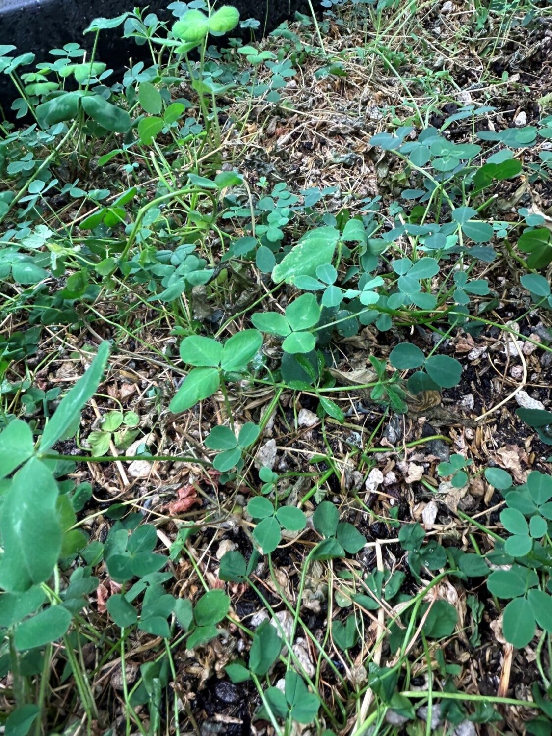 Mulch and cover crops in a raised container