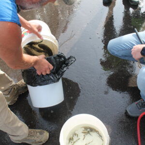 Fender, Steve putting fish in bucket