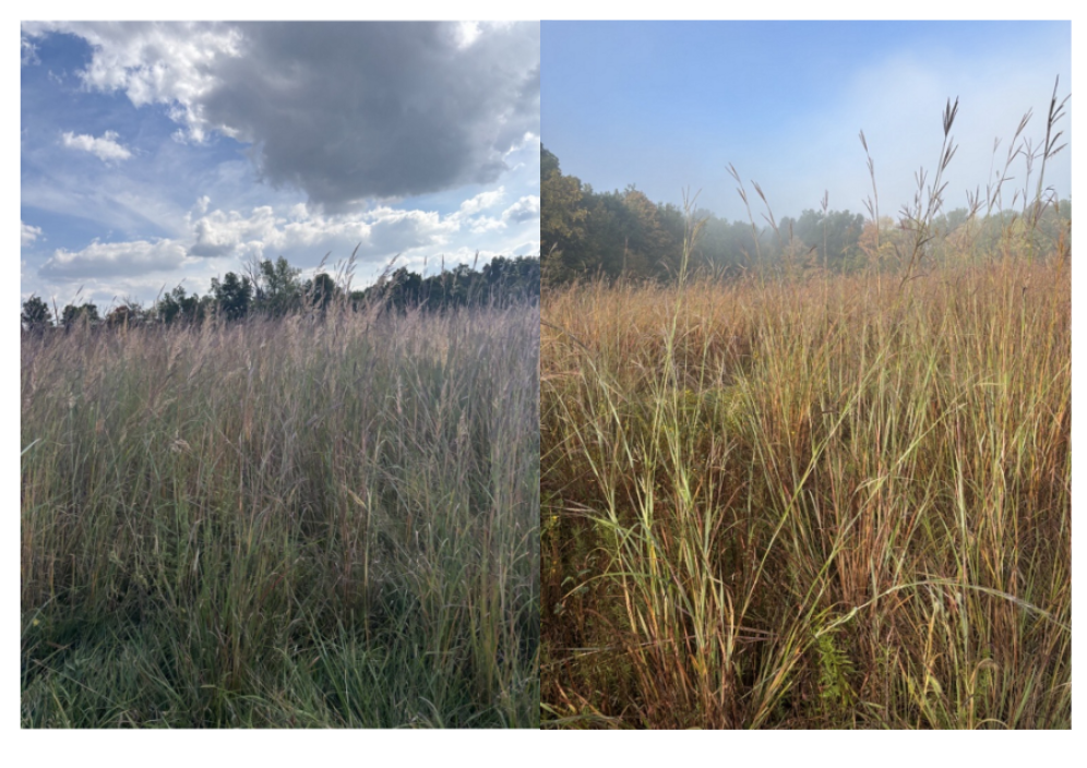 Two native perennial grass stands consisting of big bluestem and indiangrass 