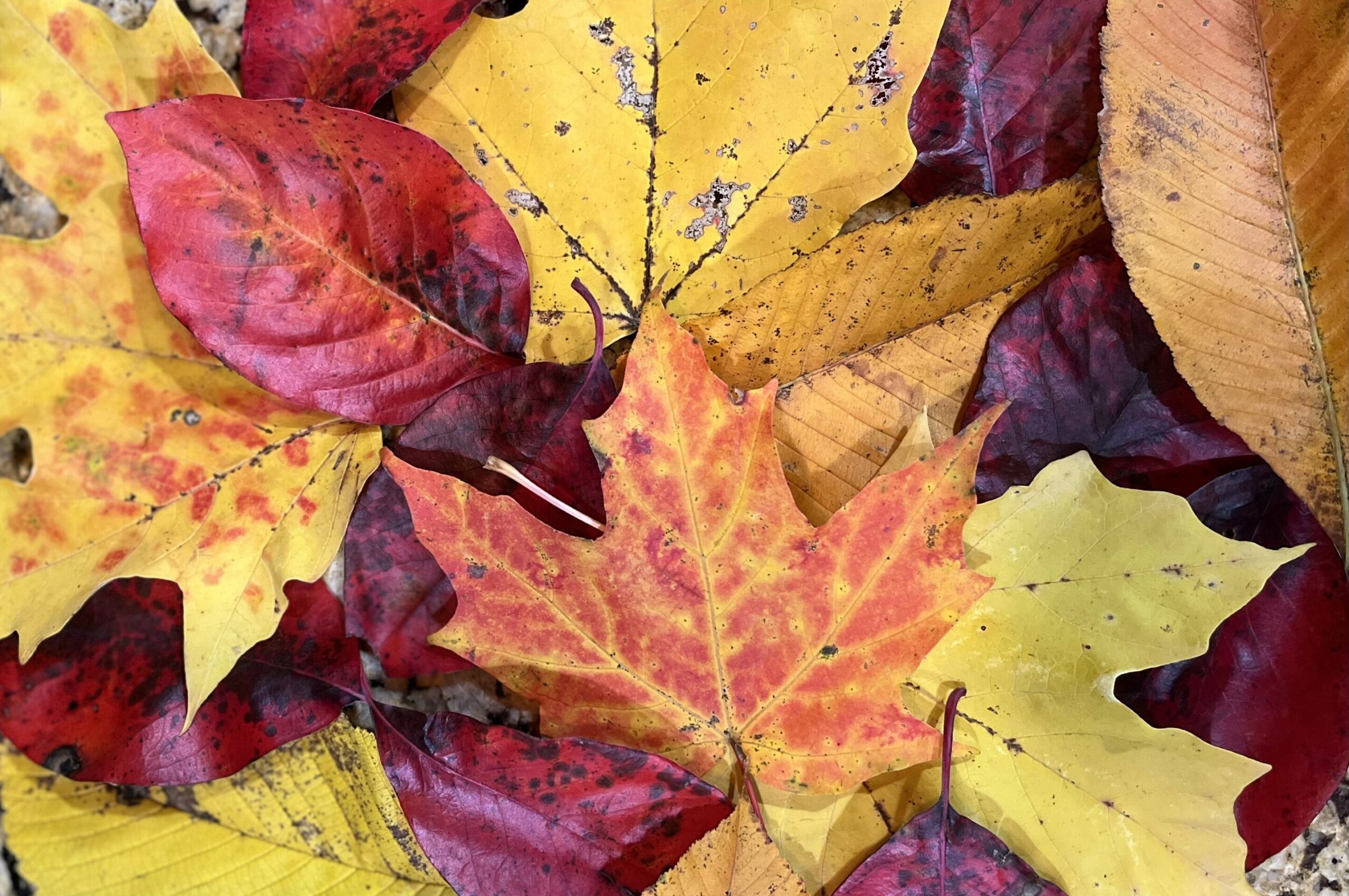 Close up of yellow and red autumn leaves
