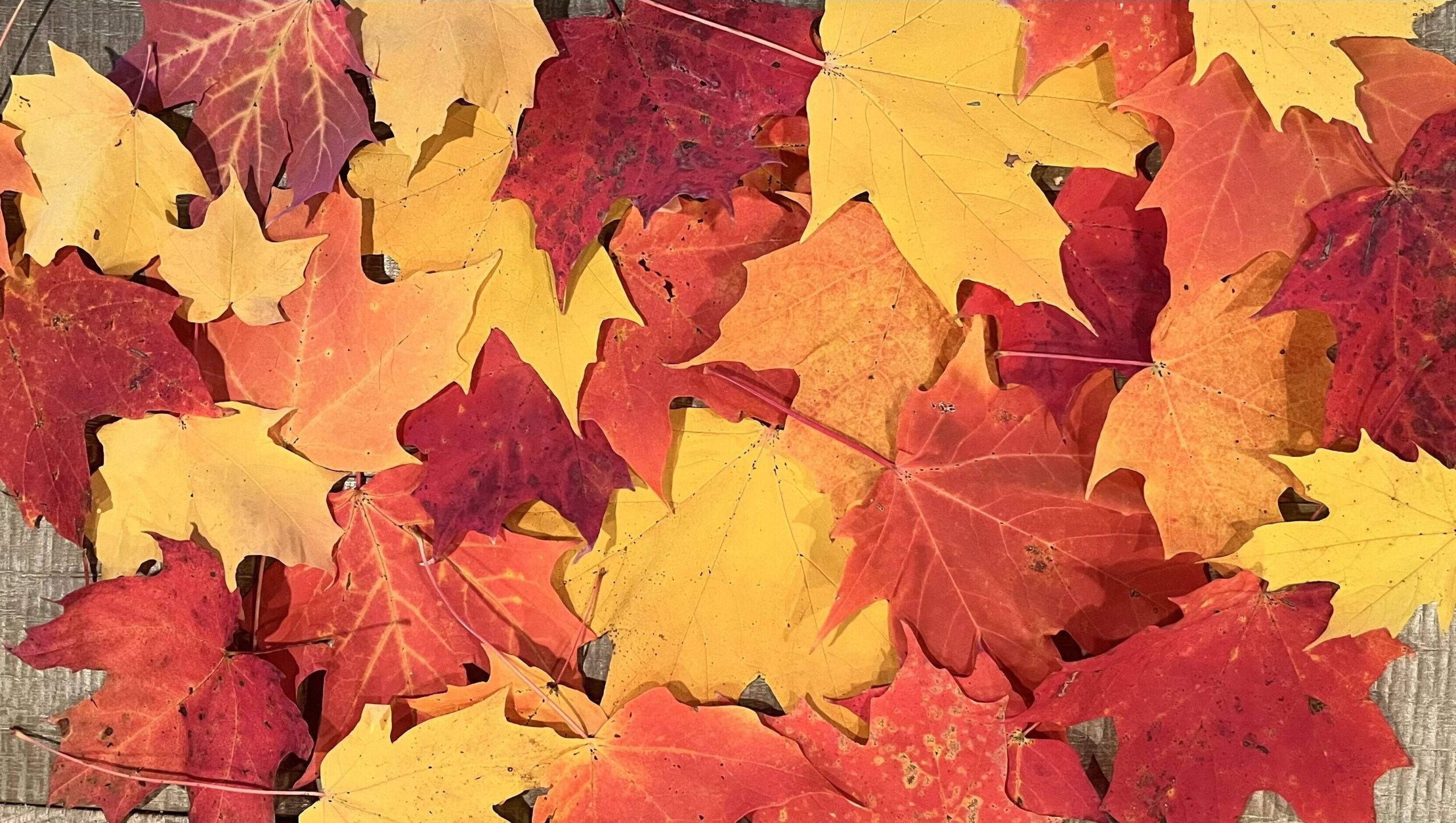 Red, yellow, and orange autumn leaves spread out on a table.