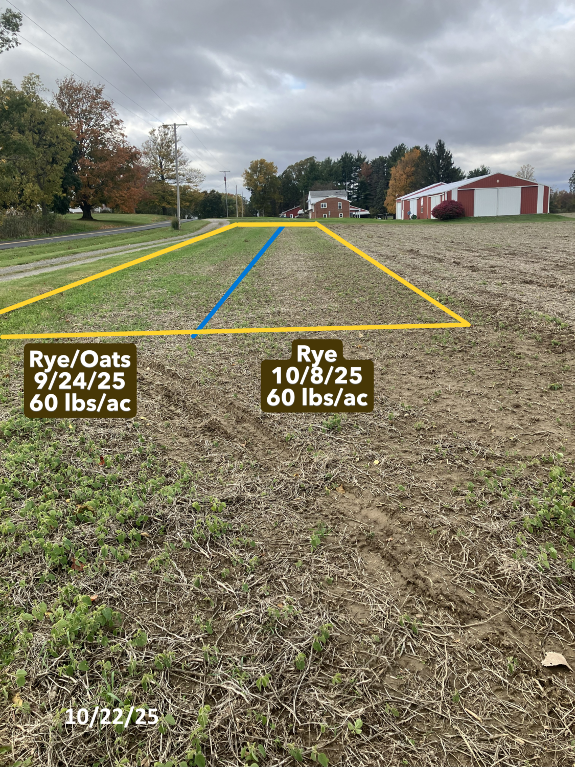Cover crop plots outlined in a yellow. A blue line separates the rye from the oats. 