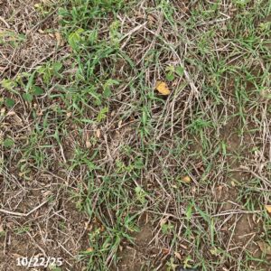 10.22.25Rye&Oat Mixplot