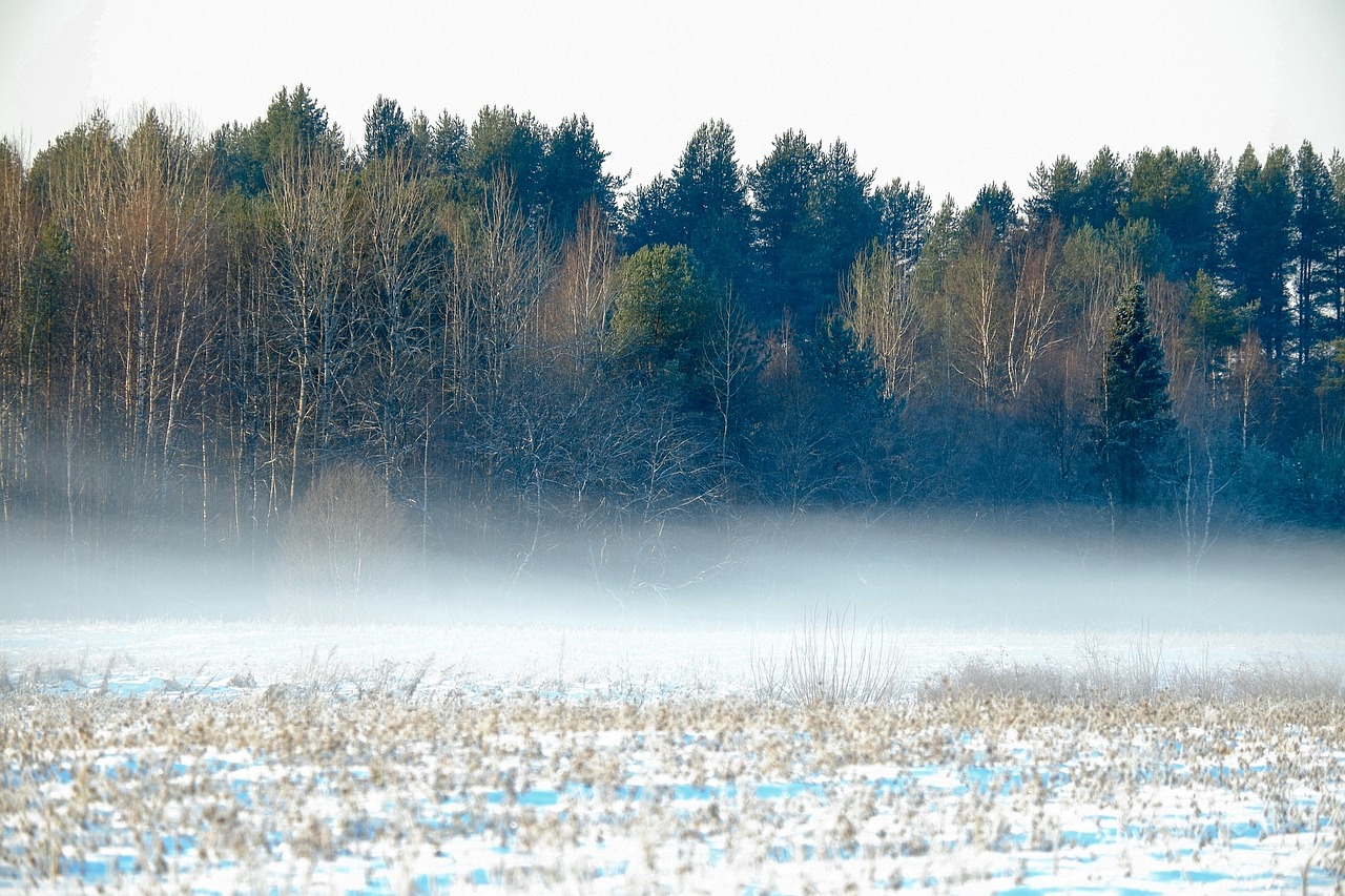 Frozen farm field covered in snow. Corn stalks are poking through the snow.