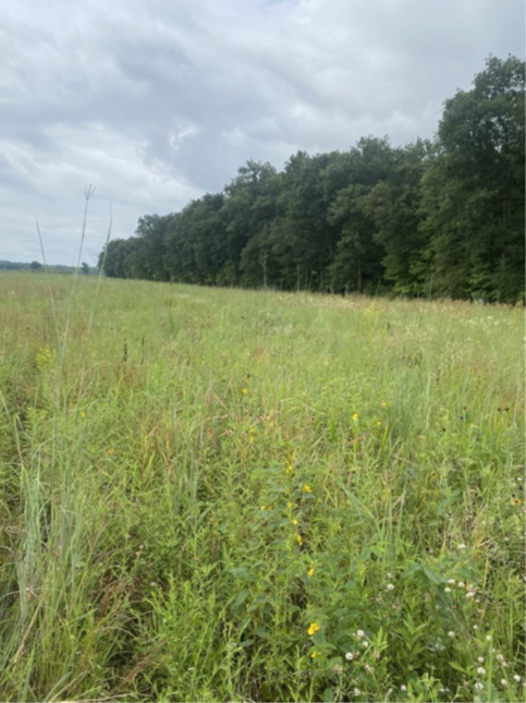 An herbaceous buffer near a wooded area. Many green grasses and forbs are growing next to the woods instead of a crop field. 
