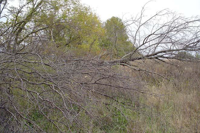 A feathered edge with a fallen or cut down tree. 
