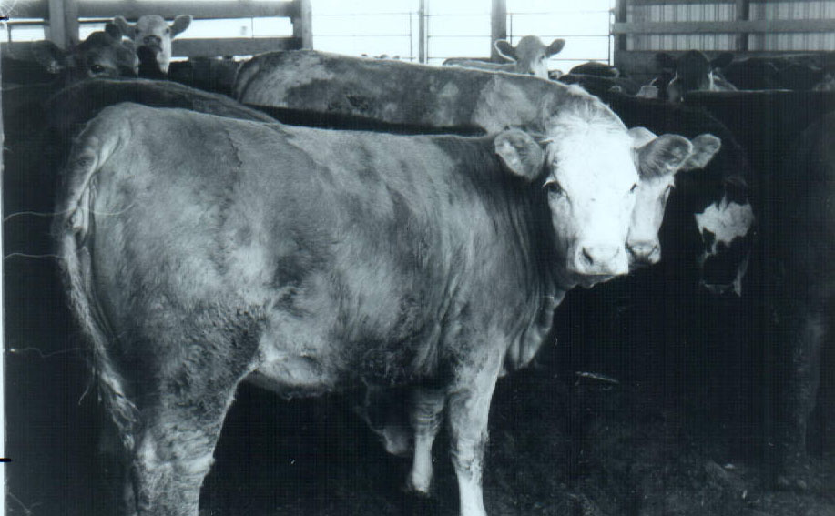 Beef Stop
Photo ID#: A934