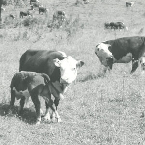 00_00_0000_Cattle_in_pasture__No_info_on_picture__website___Copy-687