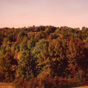 00_00_0000_Forest_scene._Location_unknown_website-3886