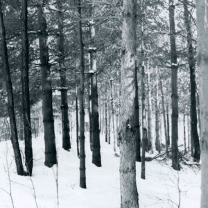 00_00_0000_Forest_with_snow_on_ground_website-5369