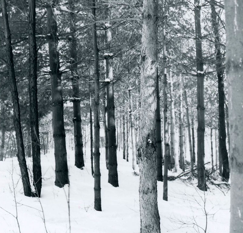 Snowy forest
Photo ID#: RSWCD543