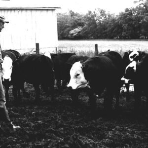 00_00_0000_Ivan_Ulmer_with_cows_website___Copy-694