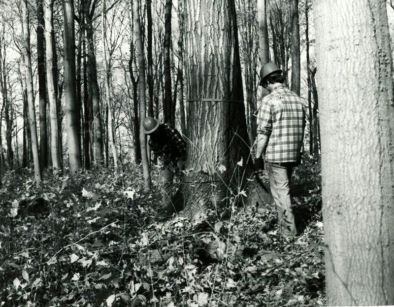 Cutting large tree with chainsaw
S782
