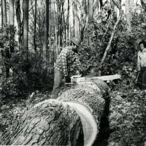 00_00_0000_Man_cutting_larged_downed_tree_with_chainsaw_as_2_others_look_on_website-5844