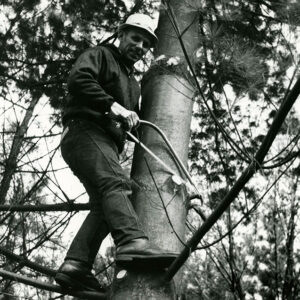 00_00_0000_Man_in_a_tree_with_a_pruning_saw_website-3888