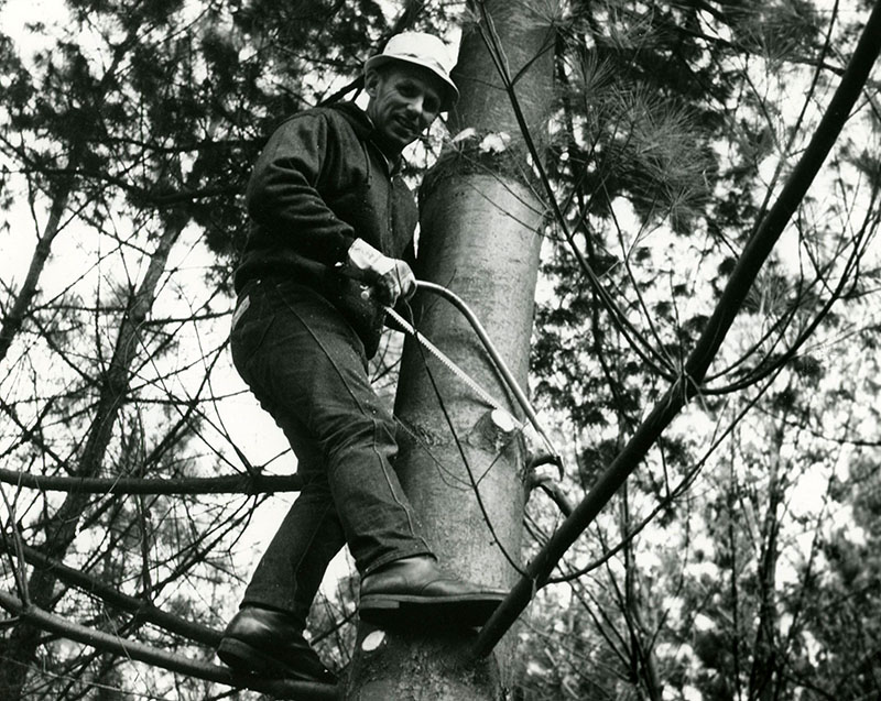 Man in tree with a pruning saw
Photo ID#: S165