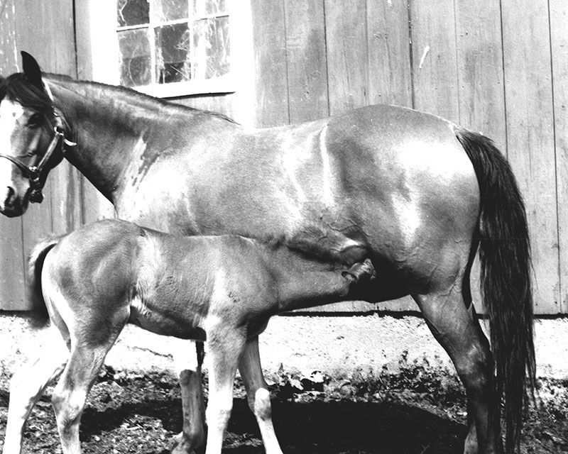 Mare and Colt
 
Photo ID#: A296