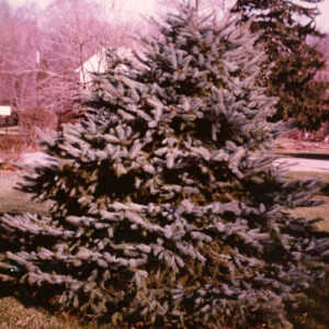 00_00_0000_Pine_tree__looks_like_Blue_Spruce_website-3890