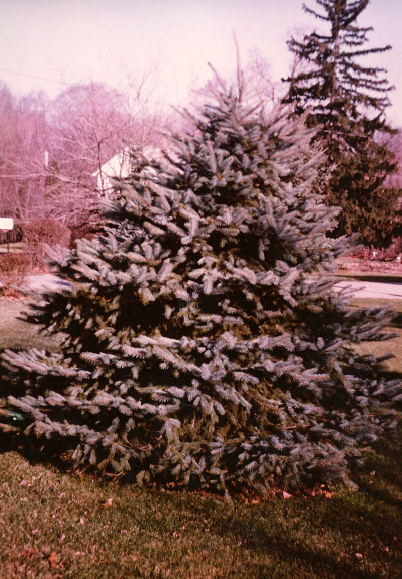 Blue Spruce
Photo ID#: S167