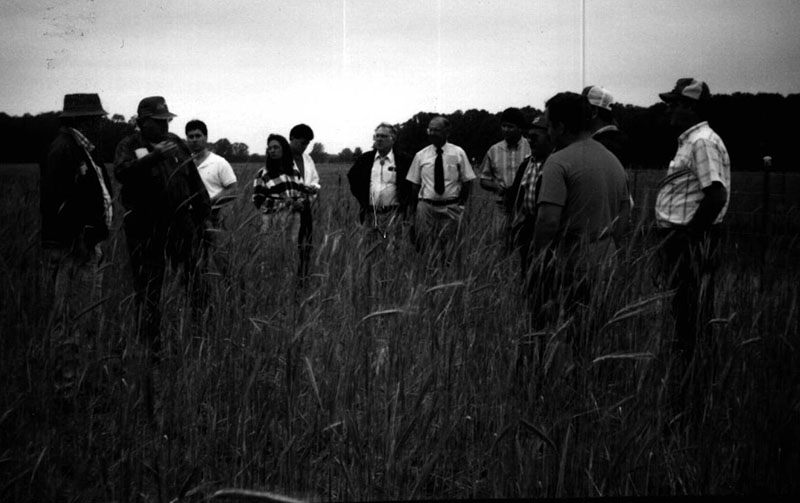 Rye Cover Crop
Mathis, Garrison, Knapp, Kelly, Blay, Ault, Beck, Hildreth, Ernst and Huft
Photo ID#: A236