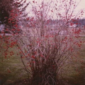 00_00_0000_Shrub_with_red_flowers_or_berries_0001-263