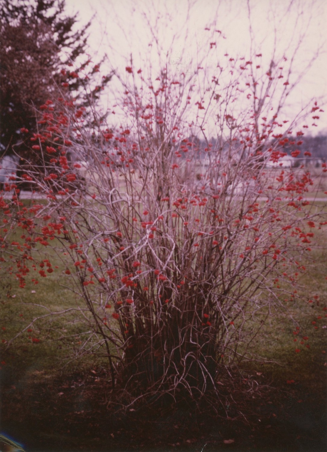 Shrub with red flowers or berries
Photo ID#: M2