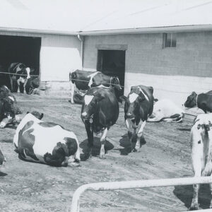 00_00_0000_Stop_1.__Cattle_in_barn_yard__website___Copy-700