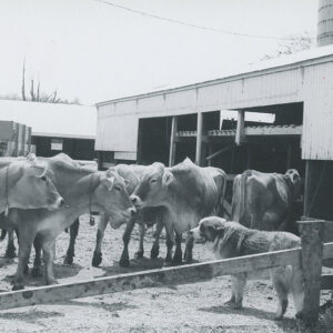 00_00_0000_Stop_6__Cattle_and_a_dog_in_barnyard__website___Copy-701
