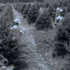 00_00_0000_Three_men_pruning_pine_trees_in_rows_of_pine_trees_website-5840