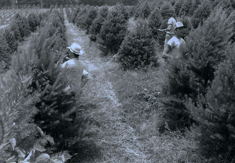Pruing pine trees
S783
