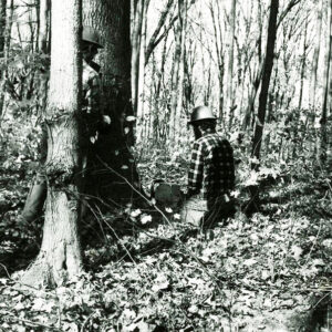 00_00_0000_Two_men_preparing_to_cut_tree_website-5846