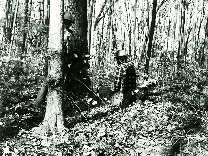 Preparing to cut tree
 
S788